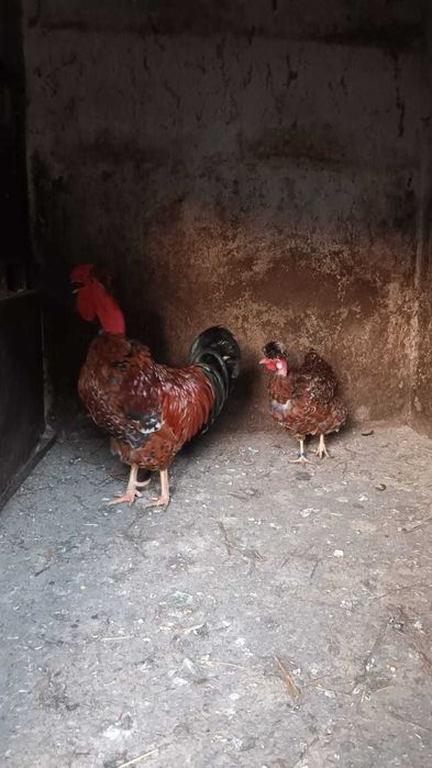 Pereche motate portelan gat golas