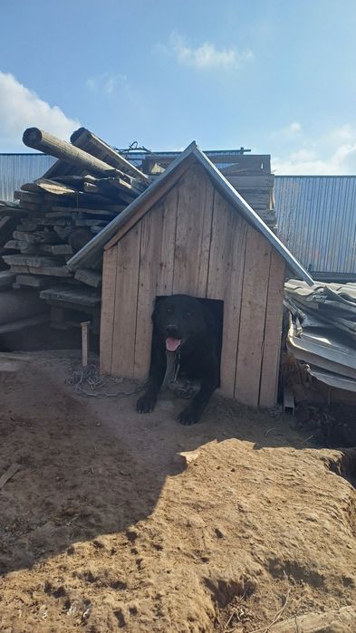 Продам лабрадор мальчик