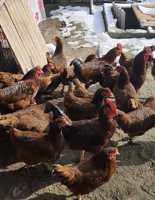 Продам курочек породы Ханхяп