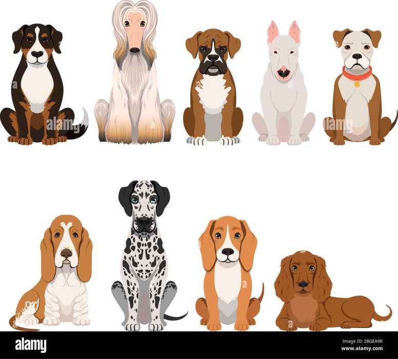 -dresaj canin ieftin