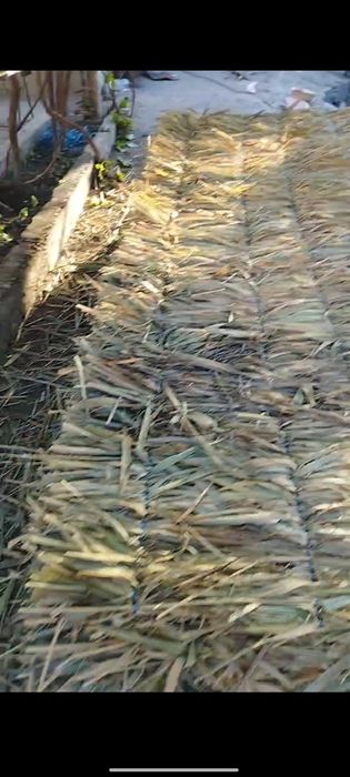 Tomga qamishlar sifatli to'qilgan qalin  va arzon