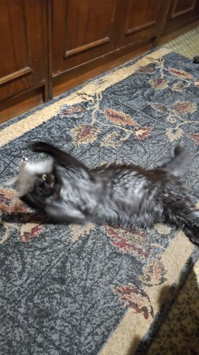 Отдам бесплатно девочку котенка