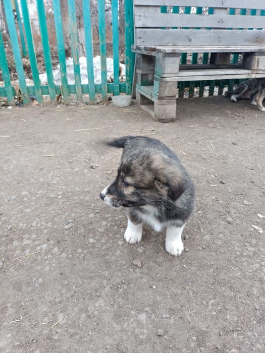 Отдам щенят-метисов в добрые руки!