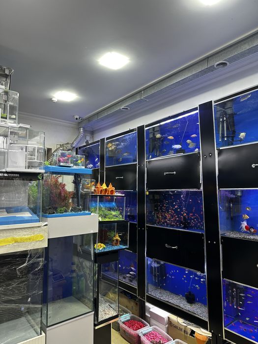 Akvarium va baliqlar olami