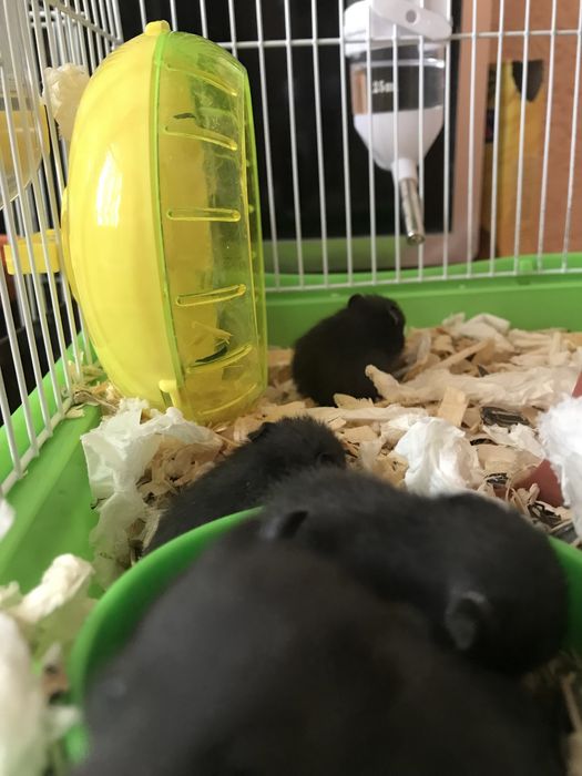 Продам хомяков  сирийский