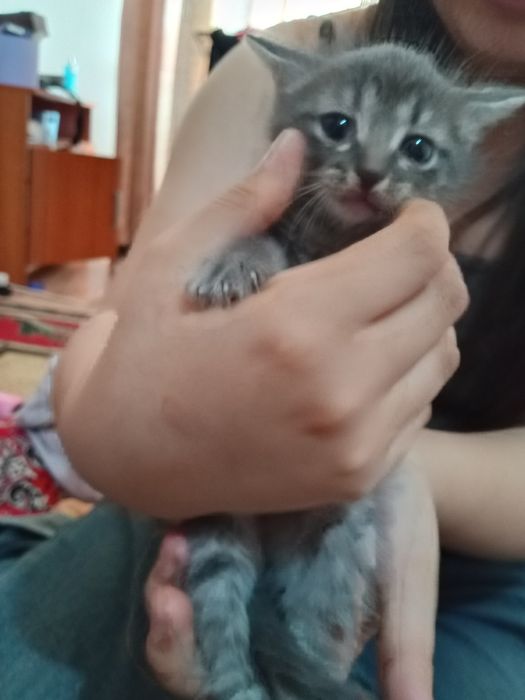Отдам котят добрые руки