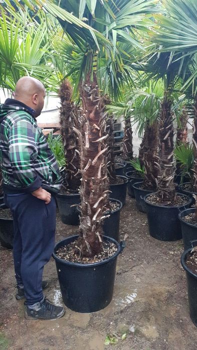 Palmieri trachicarpus fortunei Rezistă la îngheț