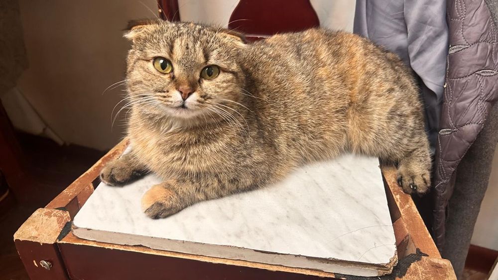 Кошка в добрые руки