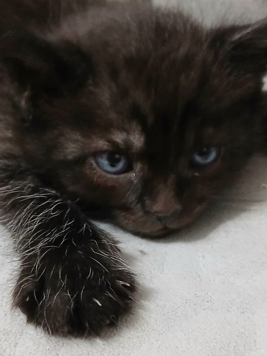 Котята бесплатно