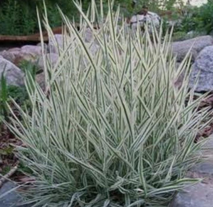 Продам раинированные саженцы