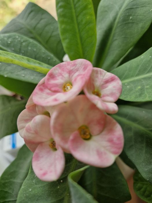 Продам Молочай Миля