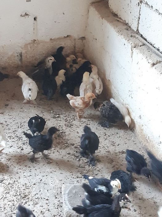 Jo'jalar joja 30 kunlik sifatli ishonchli qora shag'zoda,yubileyniy,