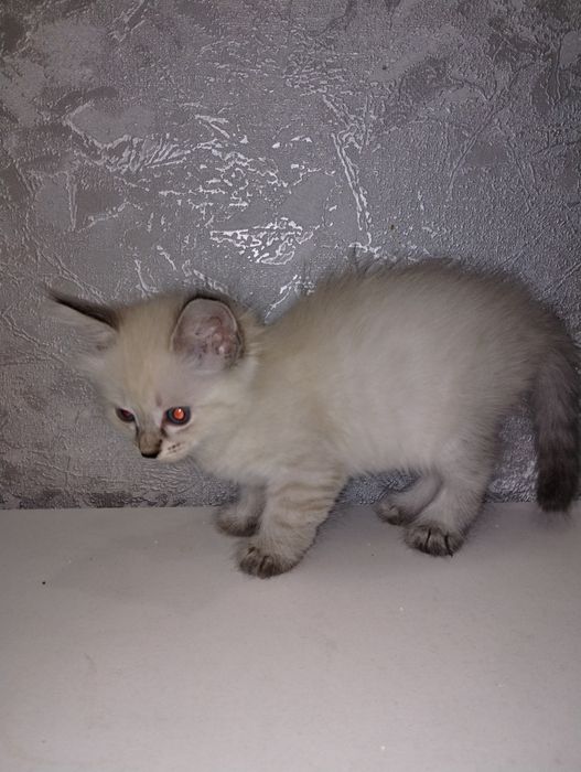 Отдам котят в хорошие руки