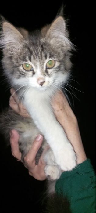 Отдам котят даром!