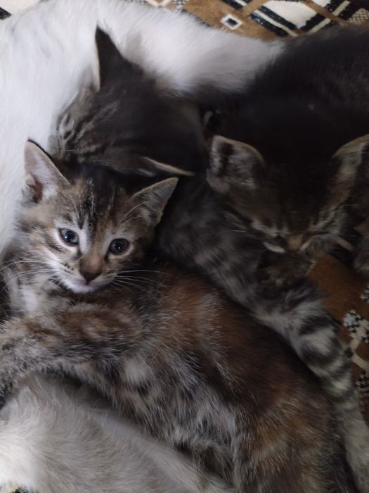 Котята в хорошие руки