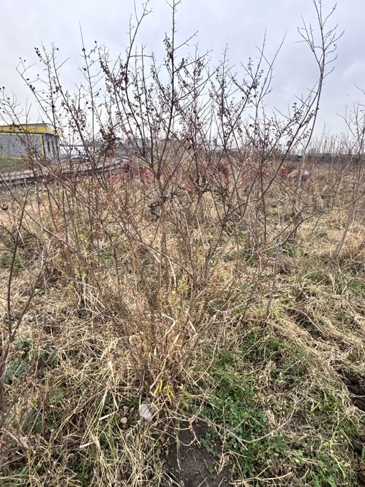 Xind sireni  Индийский сирень Кустарник Нандина