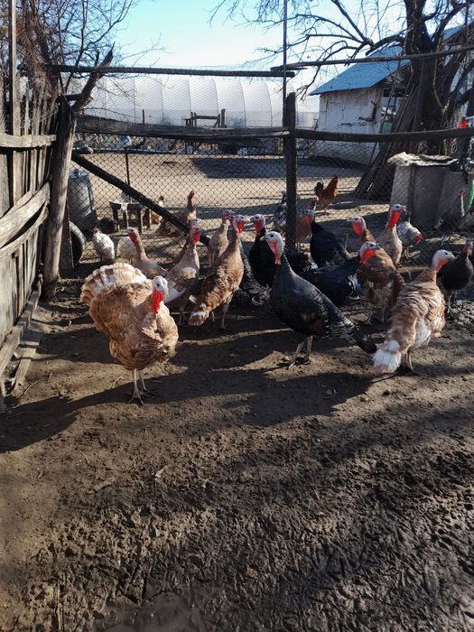 Vând curci și curcani