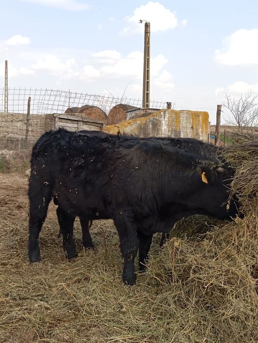 Vând   vaca  angus