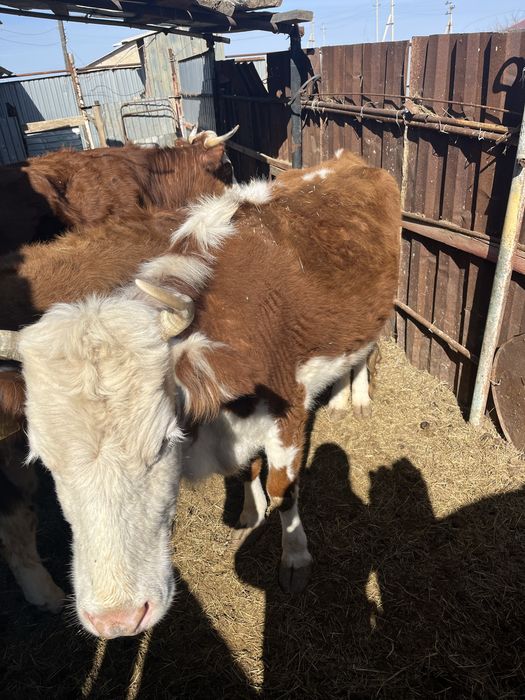 Сиырлар сатылады