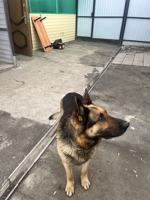 Немецкая овчарка, кобель для вязки