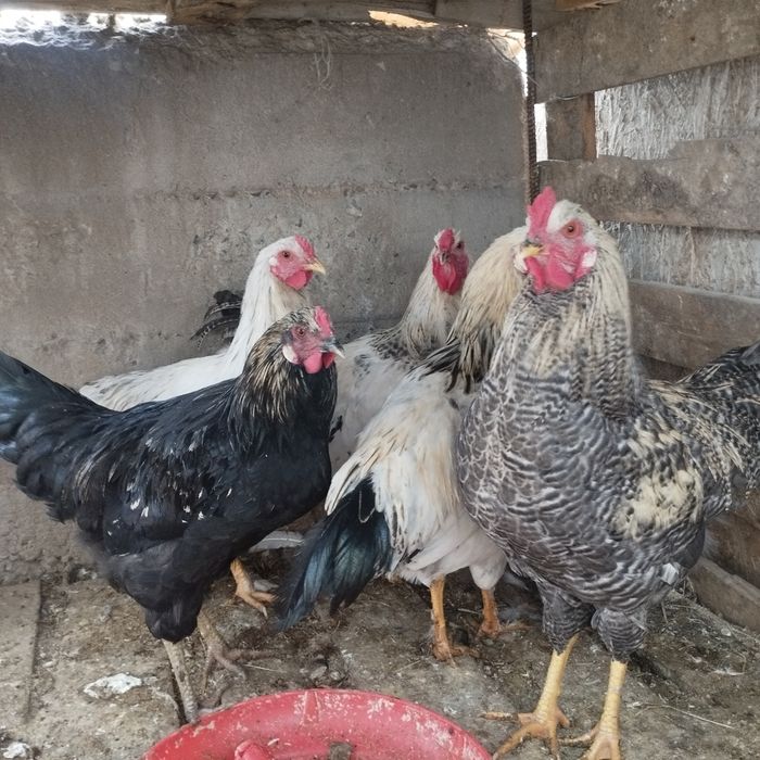 Продам куры домашние