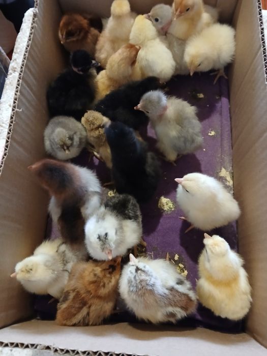 Домашние суточные Цыплята