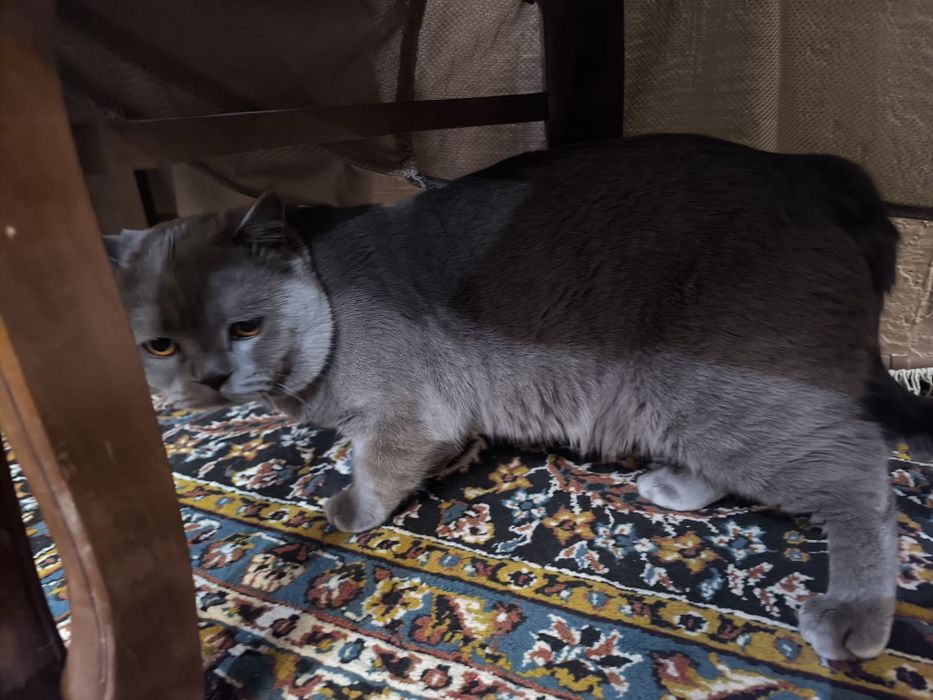 Вязка скотиш фолд