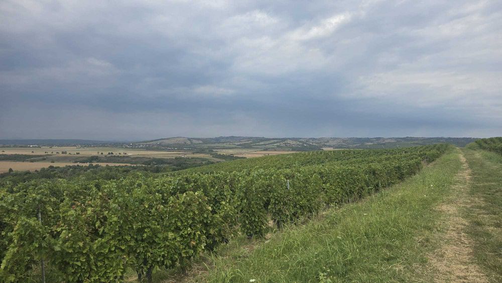 Struguri de vanzare
