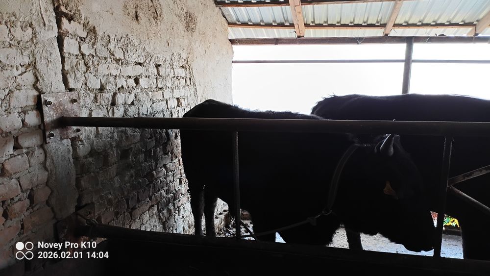 Buqa sotiladi yosh buqacha