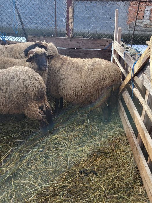 Vând oi suffolk tinere