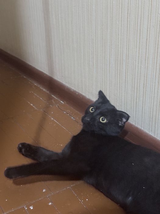 Отдаю в хорошие руки