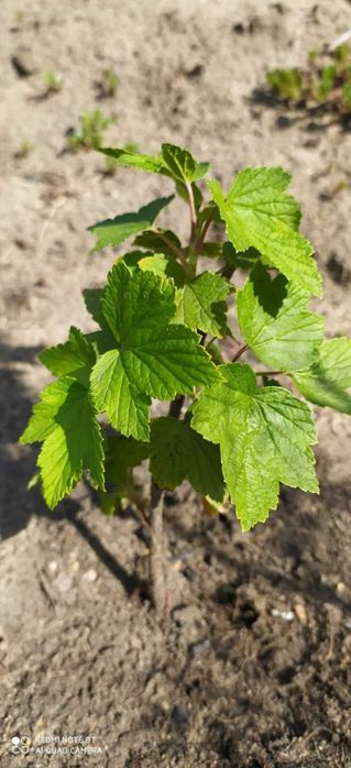 Саженцы черной смородины