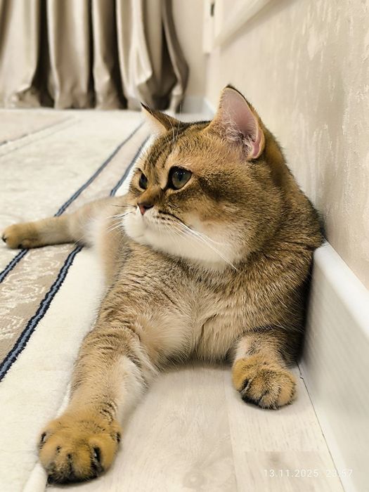 Продается кот срочно!