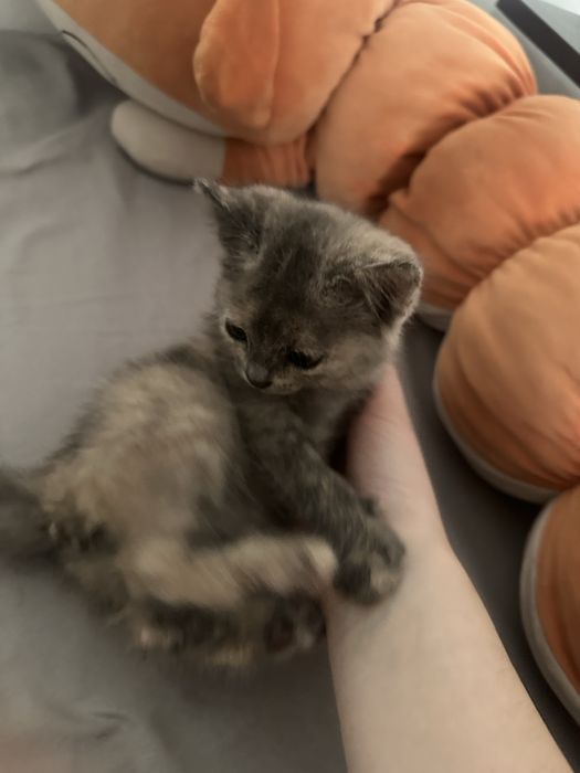 Ищем дом котёнку