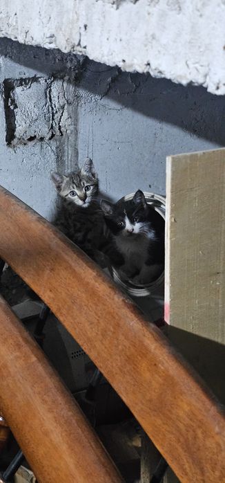 Котёнок, мальчик и девочка