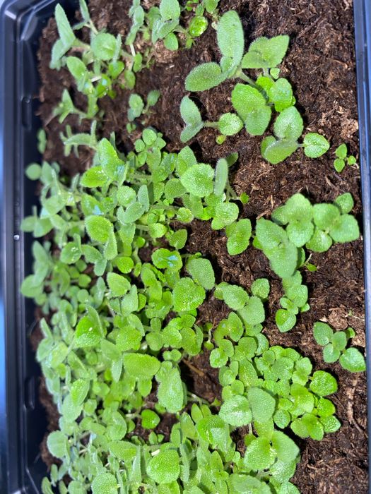 Продам всходы глоксинии