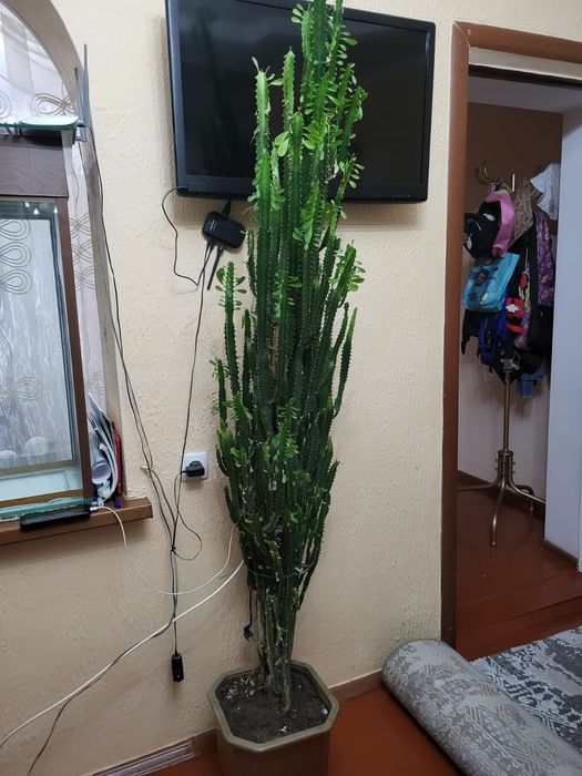 Продам кактус вместе с горшком