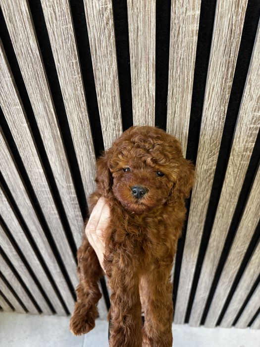 Мини Пyдел момиче / Mini Poodle girl