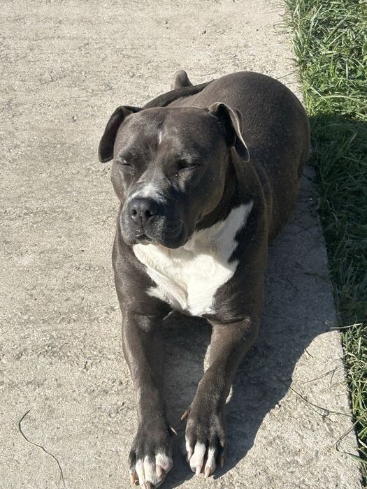 Dau spre adoptie Femela Amstaff 3 ani