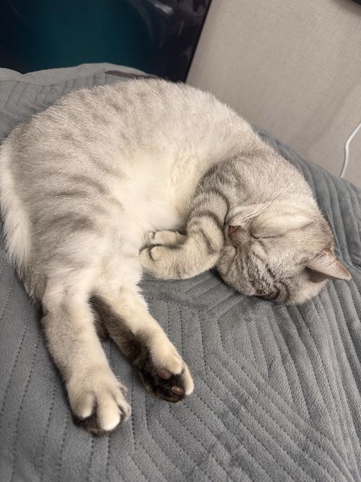 Шотландский кот скоттиш страйт