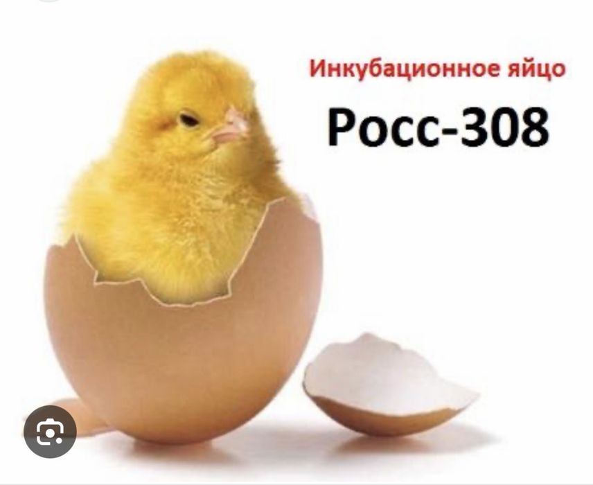 Яйца инкубационный бройлер