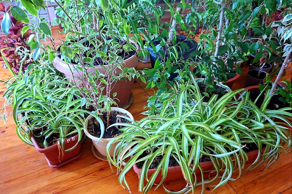 Продам фикусы разного сорта