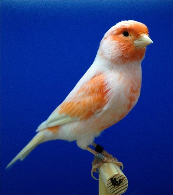 Птицы канарейки с