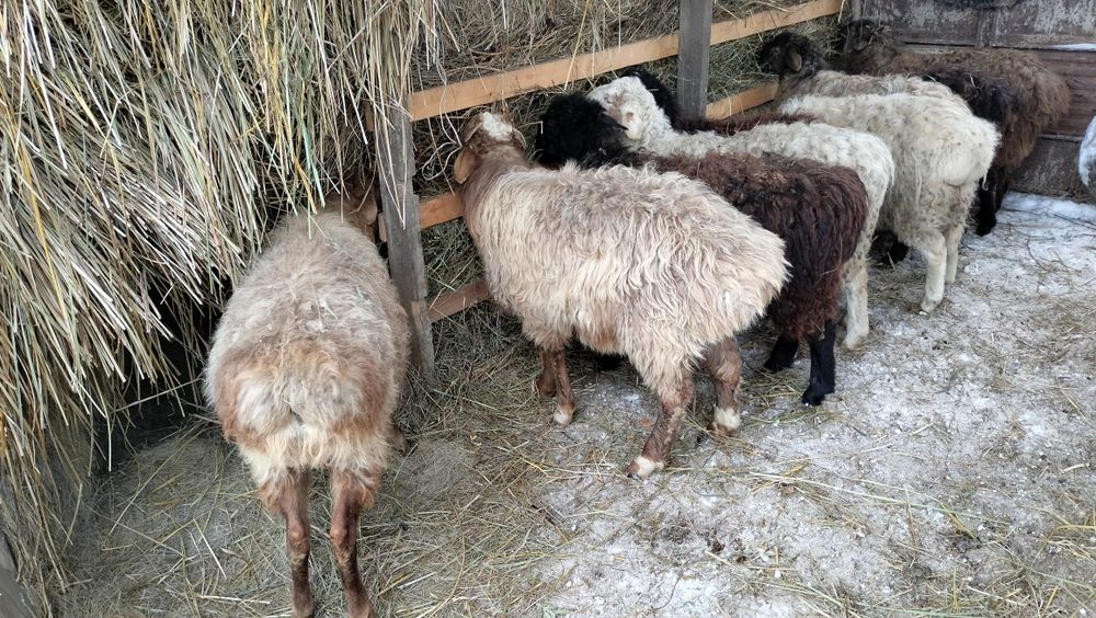 Қойлар, тоқтылар. Бараны, овцы