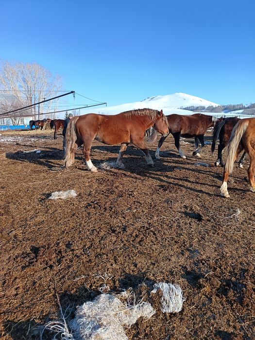 Продам советский тяжеловоз