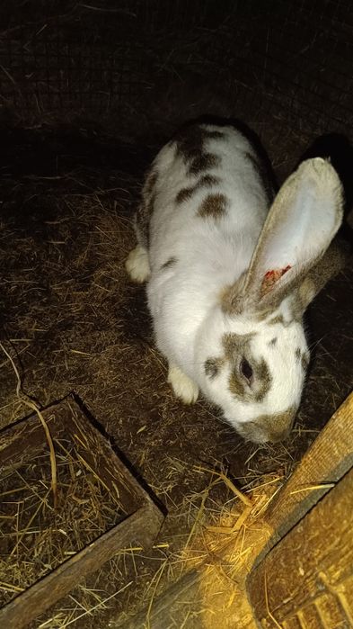 Продам молодых кролих