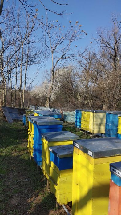 Продавам пчелни семейства