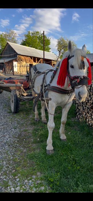 Vând cal,mai multe detalii la telefon 0749511627