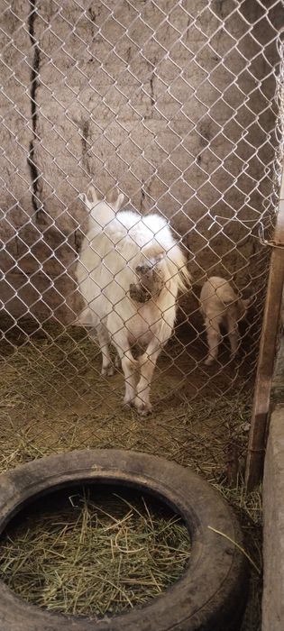 Сүтті ешкілер, Козы молочные