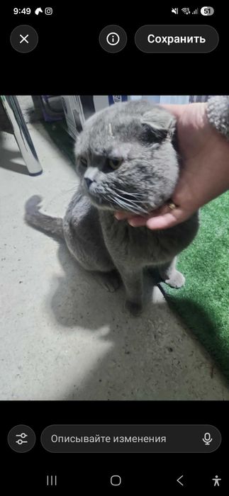 Скоттиш фолд очень красивый